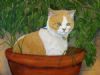 "cuddles in the pot"