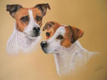 "Jack Russells"