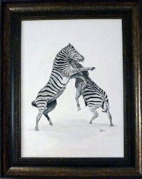 "Fighting Zebra"