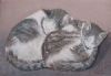 "Sleeping Beauties"