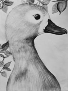 "Duck"