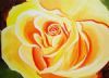 "Yellow Rose"