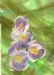 Hocus Crocus