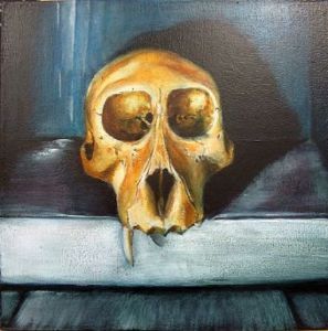 "Juvenile Baboon Skull 19"