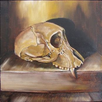 "Juvenile Baboon Skull 24"