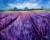 "Fields of Lavender"