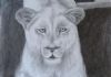 "Lioness"