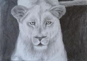"Lioness"