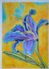 "Lilium"