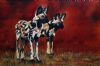 "Wild Dogs of Africa"