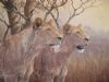 "Lions in Morning Light "