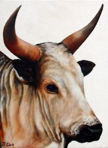 "Nguni Head - Stompie"