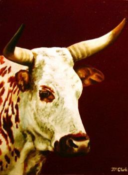 "Nguni Head - Maggie"