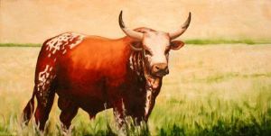 "Nguni Bull"