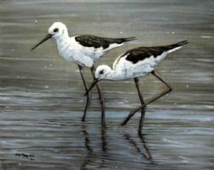 "Black Winged Stilts"