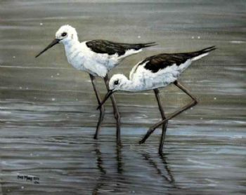 "Black Winged Stilts"