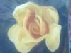 "To You Flower"