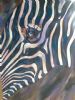 "Zebra Portrait"