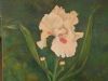"Iris Flower"