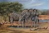 "Zebras At The Water Hole"