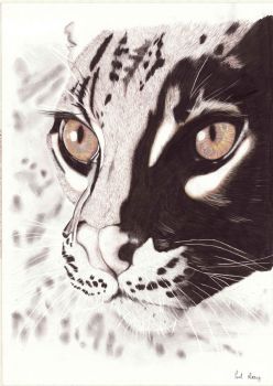 "Ocelot"