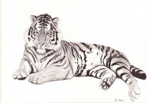 "Tiger Seven"