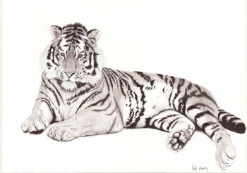 "Tiger Seven"
