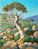 "Quiver Tree Forest"