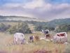 "Nguni Cattle Farm Port Alfred"