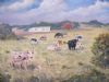 "Nguni cattle at P.A. Eastern Cape"