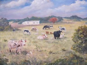 "Nguni cattle at P.A. Eastern Cape"