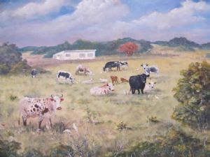 "Nguni cattle at P.A. Eastern Cape"