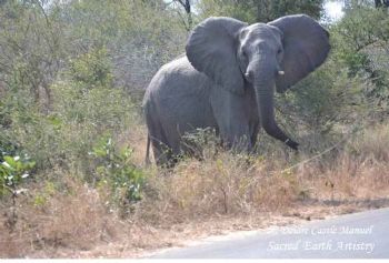 "Kruger National Park - Elephant 01"