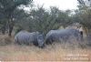 "Kruger National Park Rhino 04"
