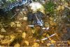 "Botanical Garden Bettys Bay_Frog 02"
