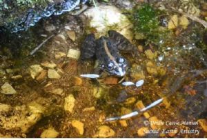"Botanical Garden Bettys Bay_Frog 02"