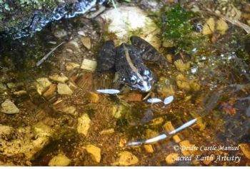 "Botanical Garden Bettys Bay_Frog 02"