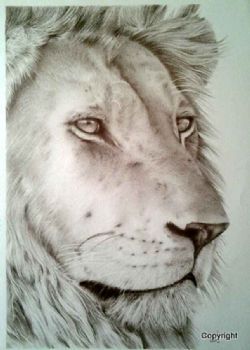 "King of Africa"