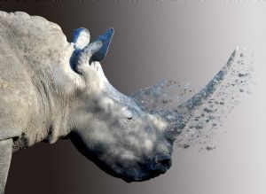 "Disappearing Rhinos"