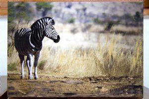 "Lonely Zebra"