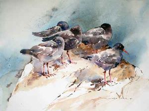 "5 Oystercatchers"