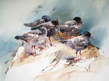 "5 Oystercatchers"