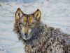 "Lone Wolf"