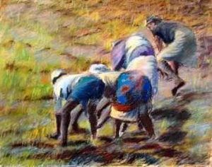 "The Paddy Fields  "