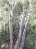 "Three Trees"