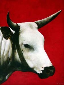 "Nguni - Lika"
