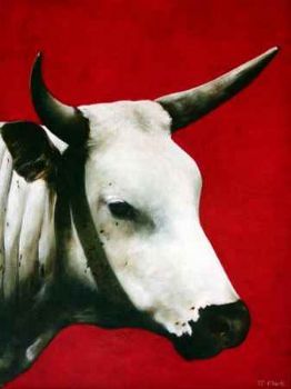 "Nguni - Lika"