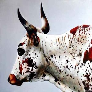 "Nguni - Lady Godiva"