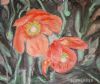 "Wild poppies Free State"