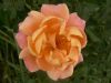 "Peach Pink Rose"